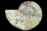Cut & Polished Ammonite Fossil (Half) - Madagascar #166839-1
